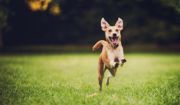 5 Essential Tips to Keep Your Dog Healthy and Happy